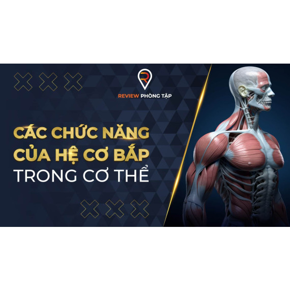 Các chức năng của hệ cơ bắp trong cơ thể